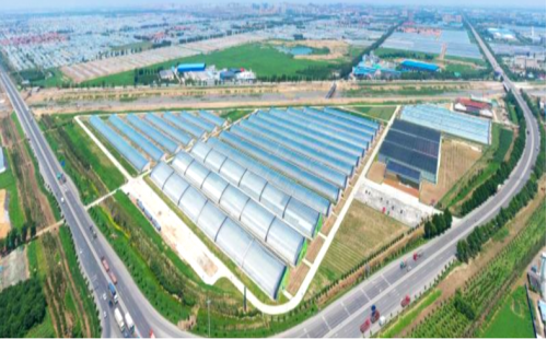 中國500強建設(shè)銀行蔬菜小鎮(zhèn)、番茄小鎮(zhèn)